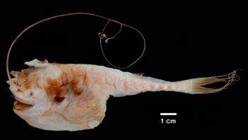 Media type: image; Ichthyology 57516